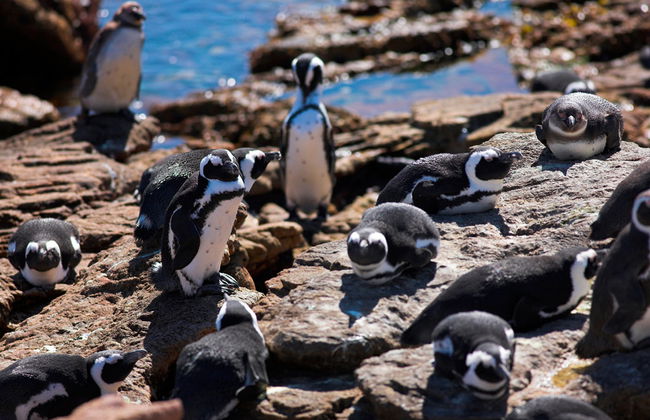 Excursión de día completo a Hermanus - Foto 4