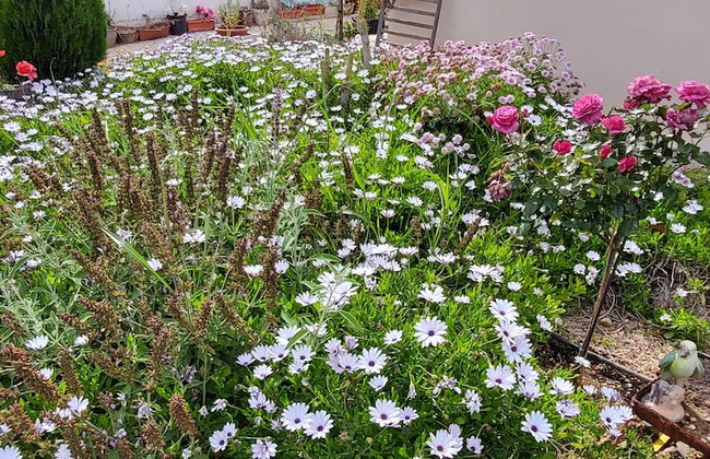 Georgia Apartments - Foto 37