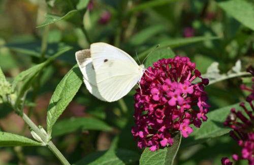 Restored1850s log cabin, with gazebo and gardens! 1 mile to downtown Weaverville - Foto 23