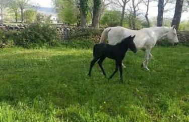 El Cajigal De Quintana - Foto 23