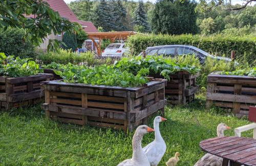 Helenes Ferienwohnung auf dem Bauernhof - Lausitzer Seenland - Foto 27