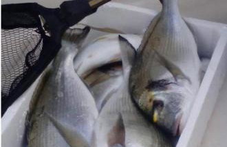 Bougainvillea--Apartment By The Sea - Foto 24