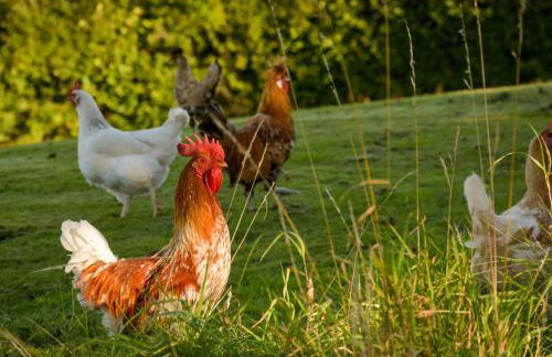 The Studio at Pitmeadow Farm - Photo 7