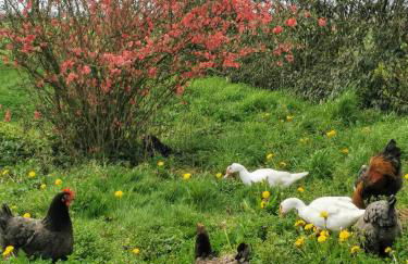Les Gîtes de La Roche Élie Chez Léonie - Foto 19