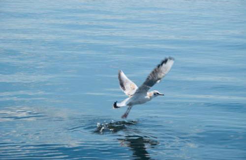 Hausboot Hafenkönig Lübeck - Foto 13