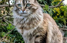 La Rose et Le Loup Gîte Éco-vintage - Foto 34