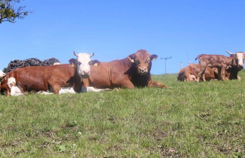 Schwoererhof - Photo 7