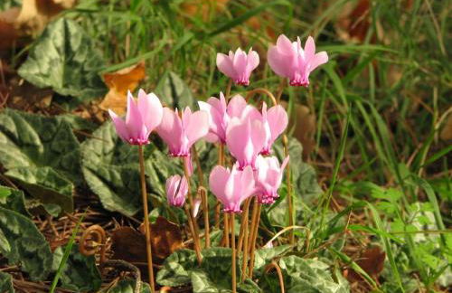 Casa Ciclamino - Foto 1