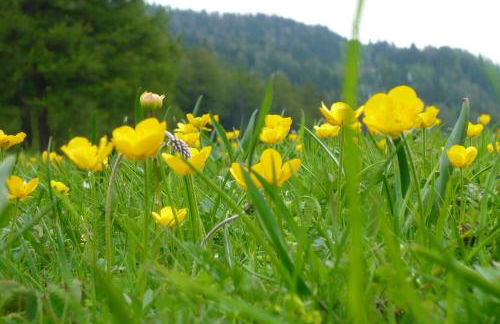 Residence Ferienheim Folie - Foto 37