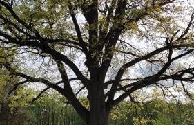 DOMEK POD DĘBEM - Foto 10