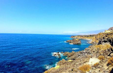 Phoenix Canariensis - Foto 27