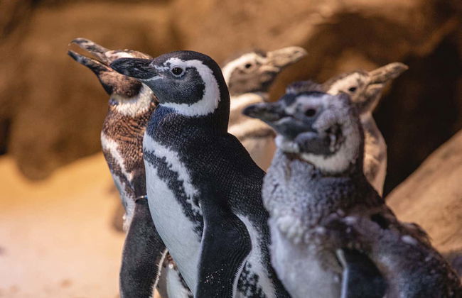 Entrada a Oceanic Aquarium - Foto 4