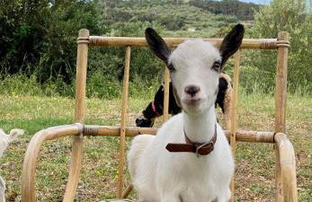 Villa Boeddu, relax tra mare e campagna - Foto 63