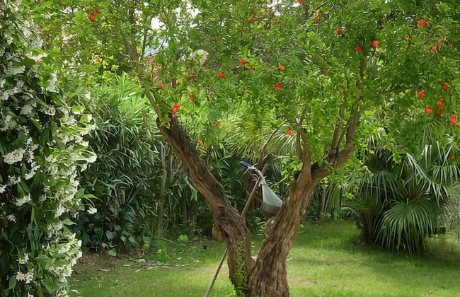 Welcomely - Natural Garden - Foto 4