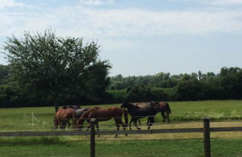 Ferienwohnungen Hackerhof - Foto 14