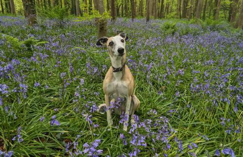 The Paddock - Foto 39