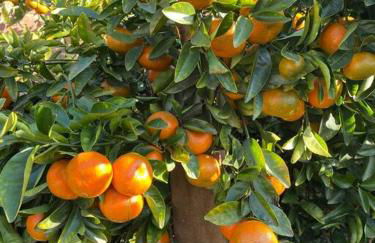 Luxury Oasis Home w/Pool Near CSUN-6 Guests - Foto 53