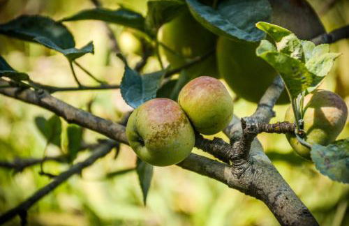 Quinta dos Frutos - Foto 59