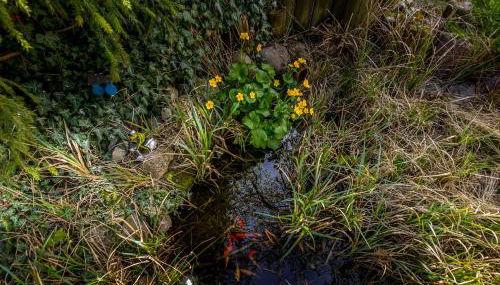 Schönes wohnen im Grünen - Foto 5, Garden