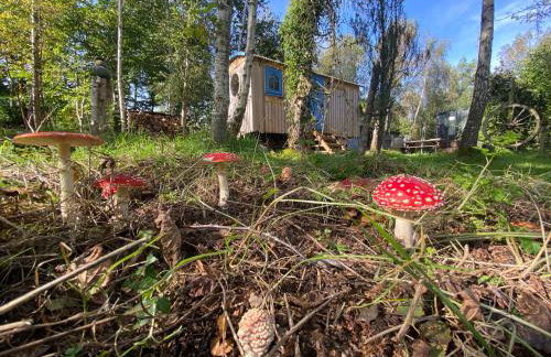 Sapphire forest garden shepherd’s hut - Foto 1