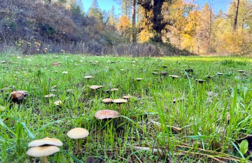 Your Spacious Escape: Creek, Pool, Sauna, Hot Tub - Foto 52