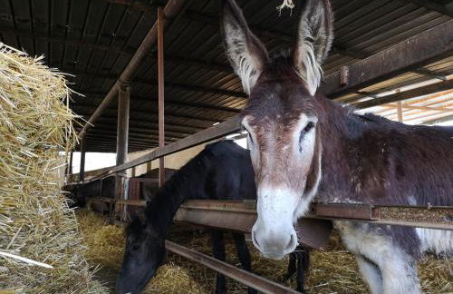 Agriturismo Fontana la Pietra - Foto 87