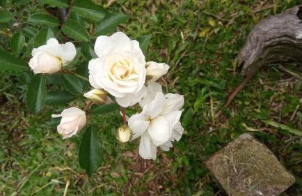 Villa Ágape - Chapada dos Veadeiros - Foto 70