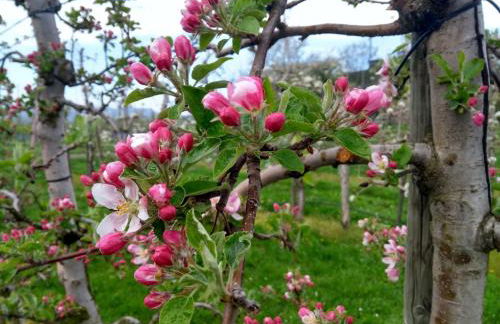 Wein- Und Obstbau Rupp - Foto 71