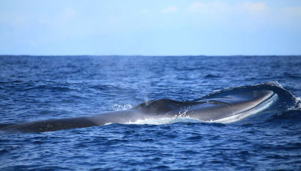 Terceira Whale Watching - Foto 3