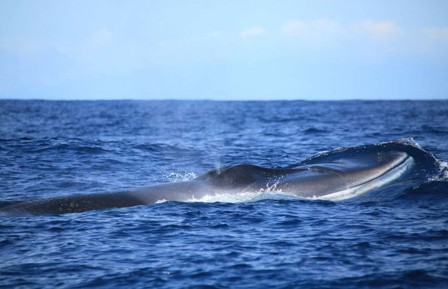 Terceira Whale Watching - Foto 3