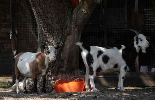 Amber Lodge with private hot tub - Foto 27