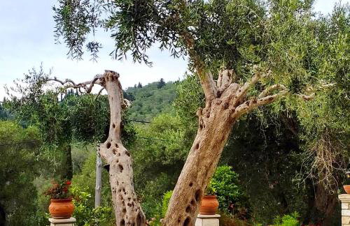 Villa RAXI - Photo 14