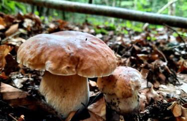 mcastet, casita aranesa en el valle de aran - Foto 45