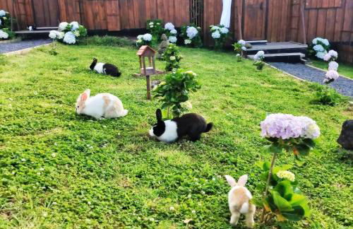 Alojamento Raminho dos Açores - Photo 22