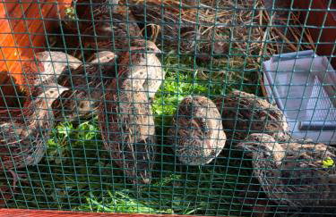 Agroturystyka Pod Dębem - Foto 36