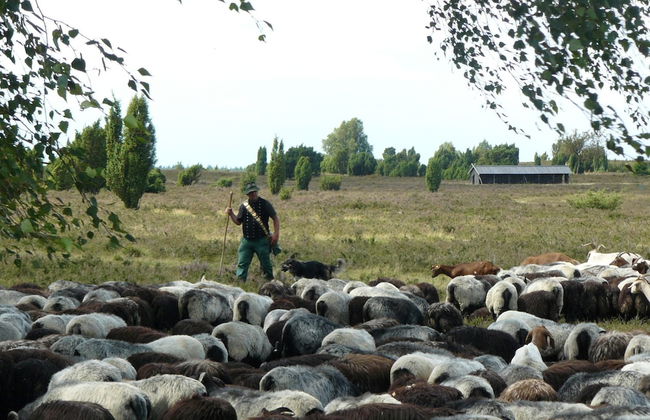 Cozy Holiday Home in Wietzendorf near Forest - Foto 12