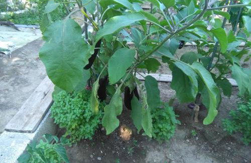 Martha's Villa - Foto 57