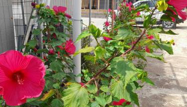 Casa Armonia - Foto 4, Garden view