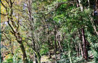 Quinta de Mourães Casa dos Rododendros - Foto 72