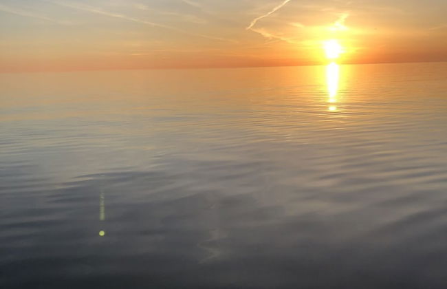 Ostseekrabbe - Foto 24