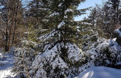 Traumhafte Wohnung im Herzen von Zwiesel mit Garten - Foto 23