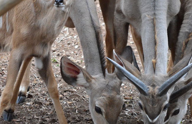 Lion Tree Bush Lodge - Foto 28