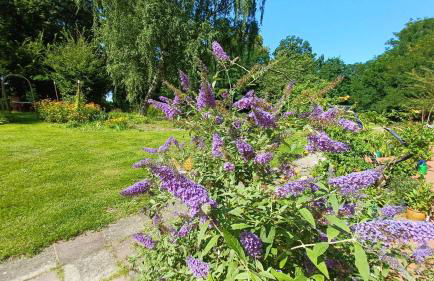 FeWo "Falter" im Kunstgut Krahne - Foto 34