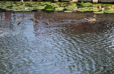 Ferienhäuschen direkt am Wasser inklusive 2 Boote - Foto 29