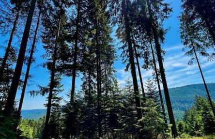 Gemütliches Apartment am Kurhaus in Dobel - Foto 20