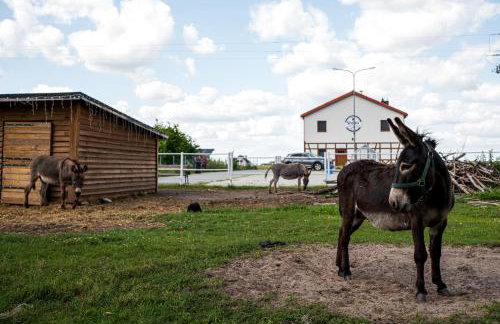 Stajnia Smaku - Photo 11