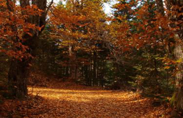 Ta Petrina - Foto 73