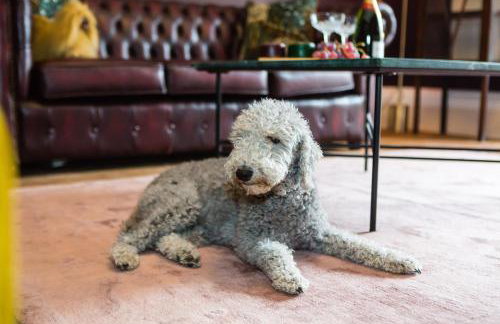 Skeldale House 'All Creatures Great & Small' Luxury Apartments & Studios in Askrigg, Yorkshire Dales - Photo 34