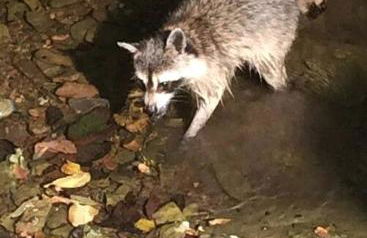 Peaceful Historic Villa with Hot Tub & Pool near Downtown Nashville, Tennessee - Photo 59