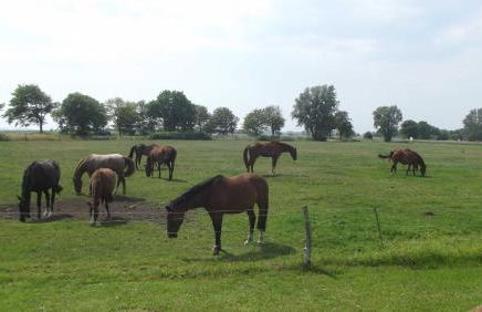 Idyllisch gelegene Ferienunterkuen - Foto 8